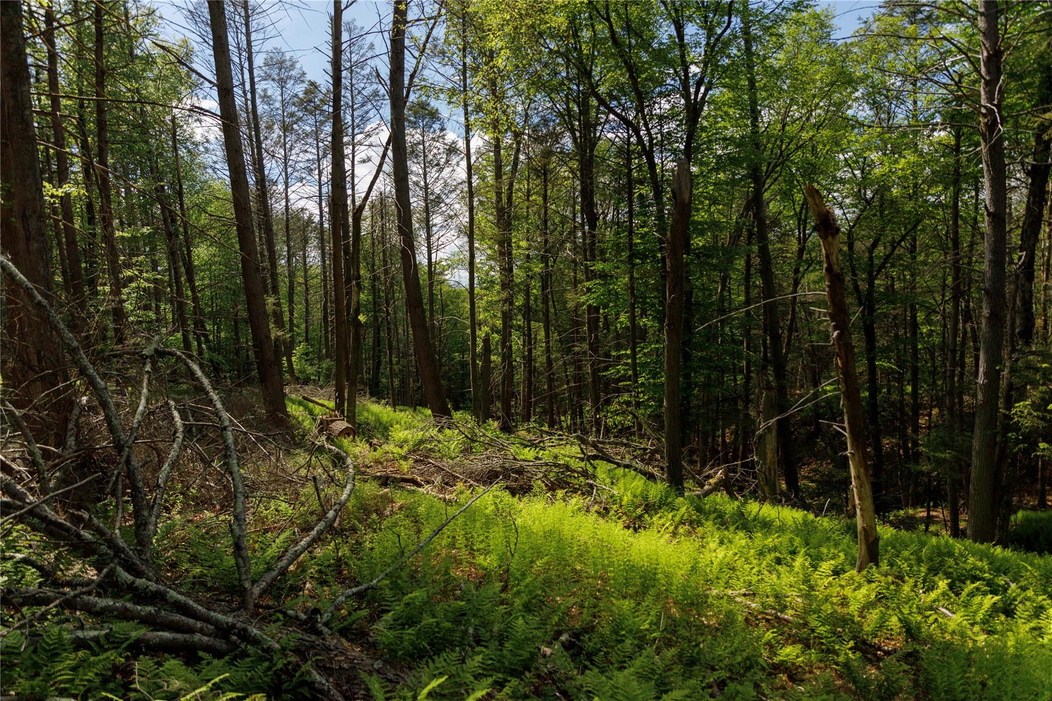 650 Thunder Hill Road Neversink, NY 12788 - Photo 3 of 37 a view of outdoor space and trees