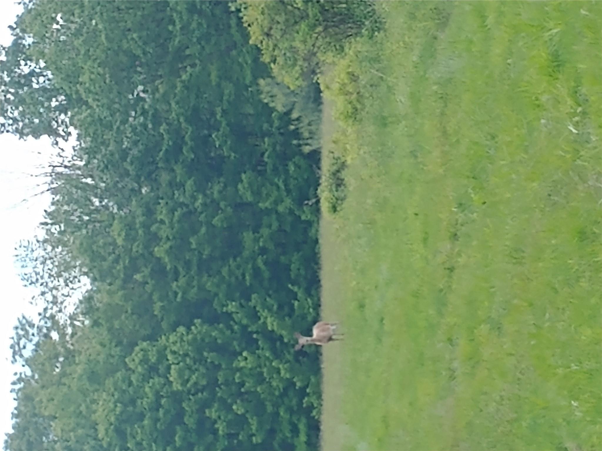 650 Thunder Hill Road Neversink, NY 12788 - Photo 32 of 37 a ground with lots of trees