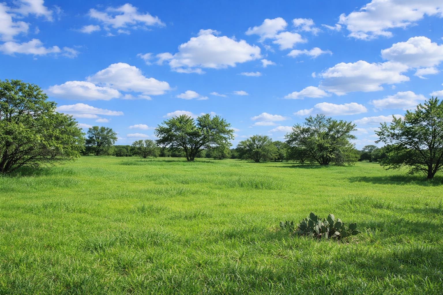 3809 Mormon Mill Road Marble Falls, TX 78654 - Photo 3 of 6 a view of a big yard with lots of green space
