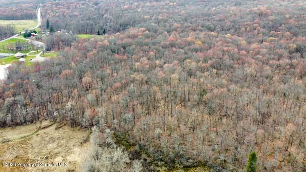 White Street Forest City, PA 18421 - Photo 13 of 29 a close up of a plant in a garden