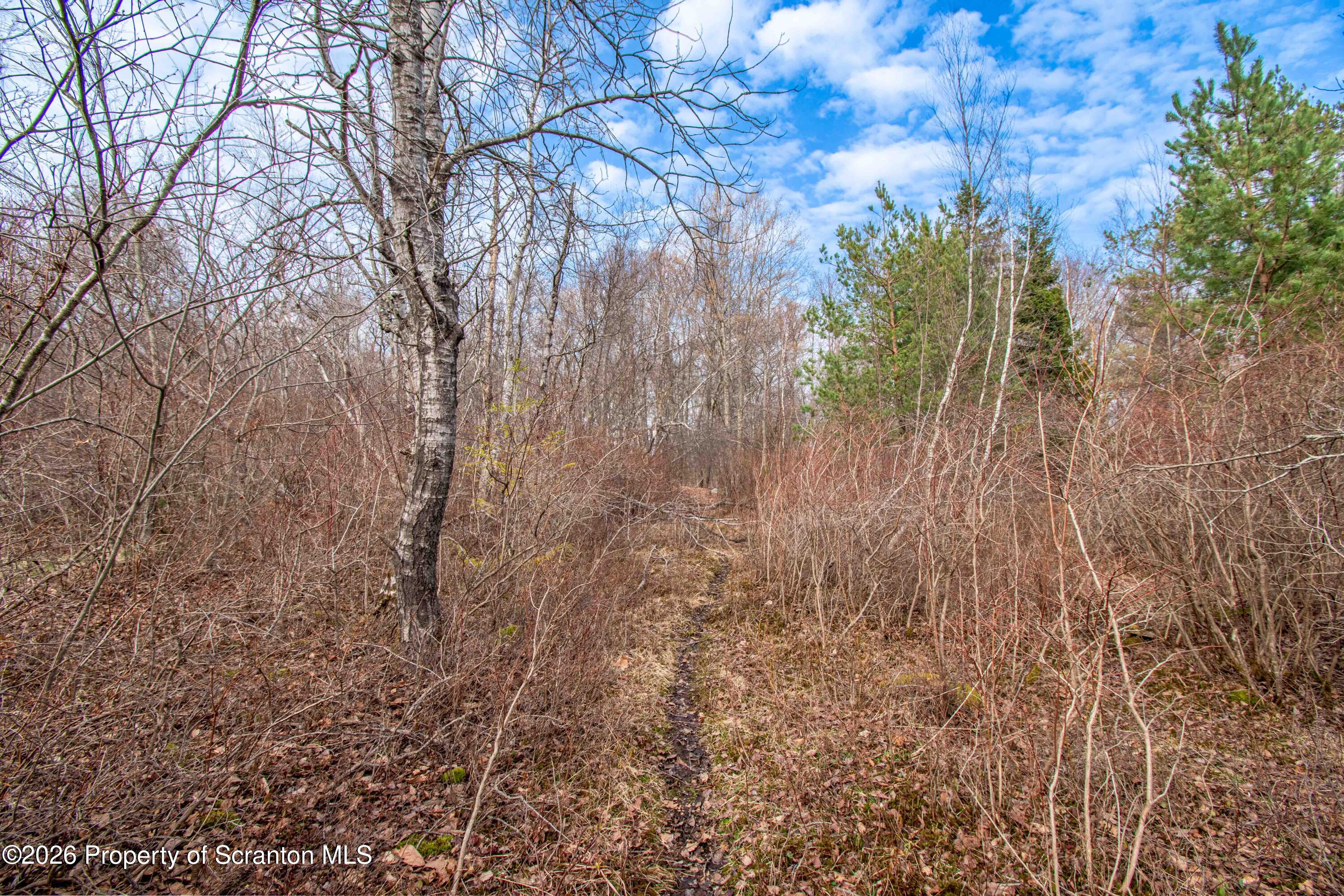 White Street Forest City, PA 18421 - Photo 23 of 29 a view of a yard with a tree