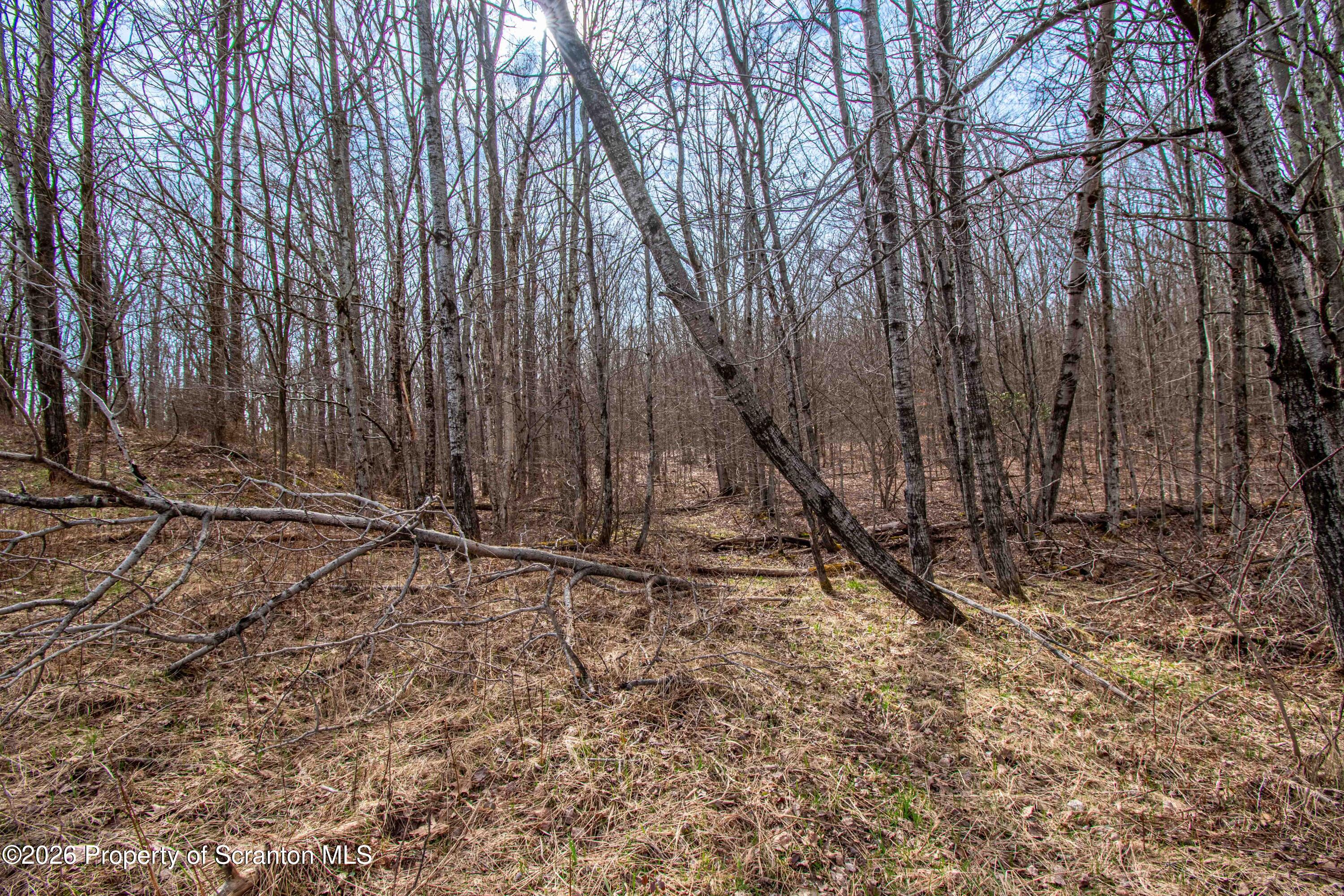 White Street Forest City, PA 18421 - Photo 27 of 29 a view of a backyard with trees
