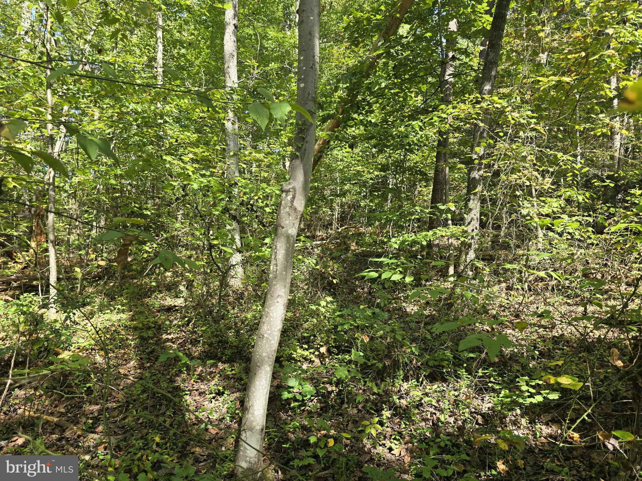 Poorhouse Road Banco, VA 22711 - Photo 3 of 5