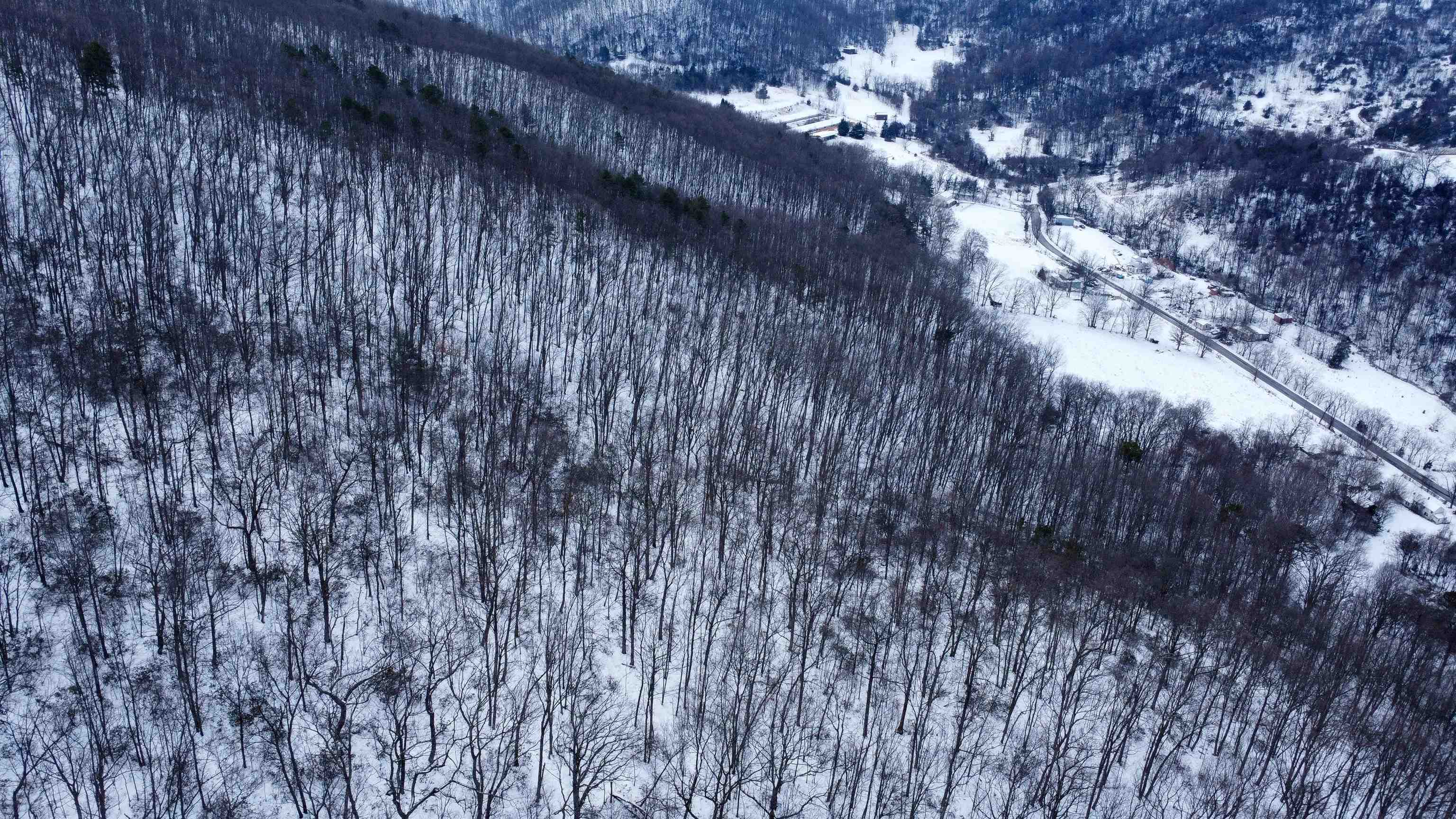Tbd Cubbage Hollow Road Stanley, VA 22851 - Photo 18 of 25 a view of a forest