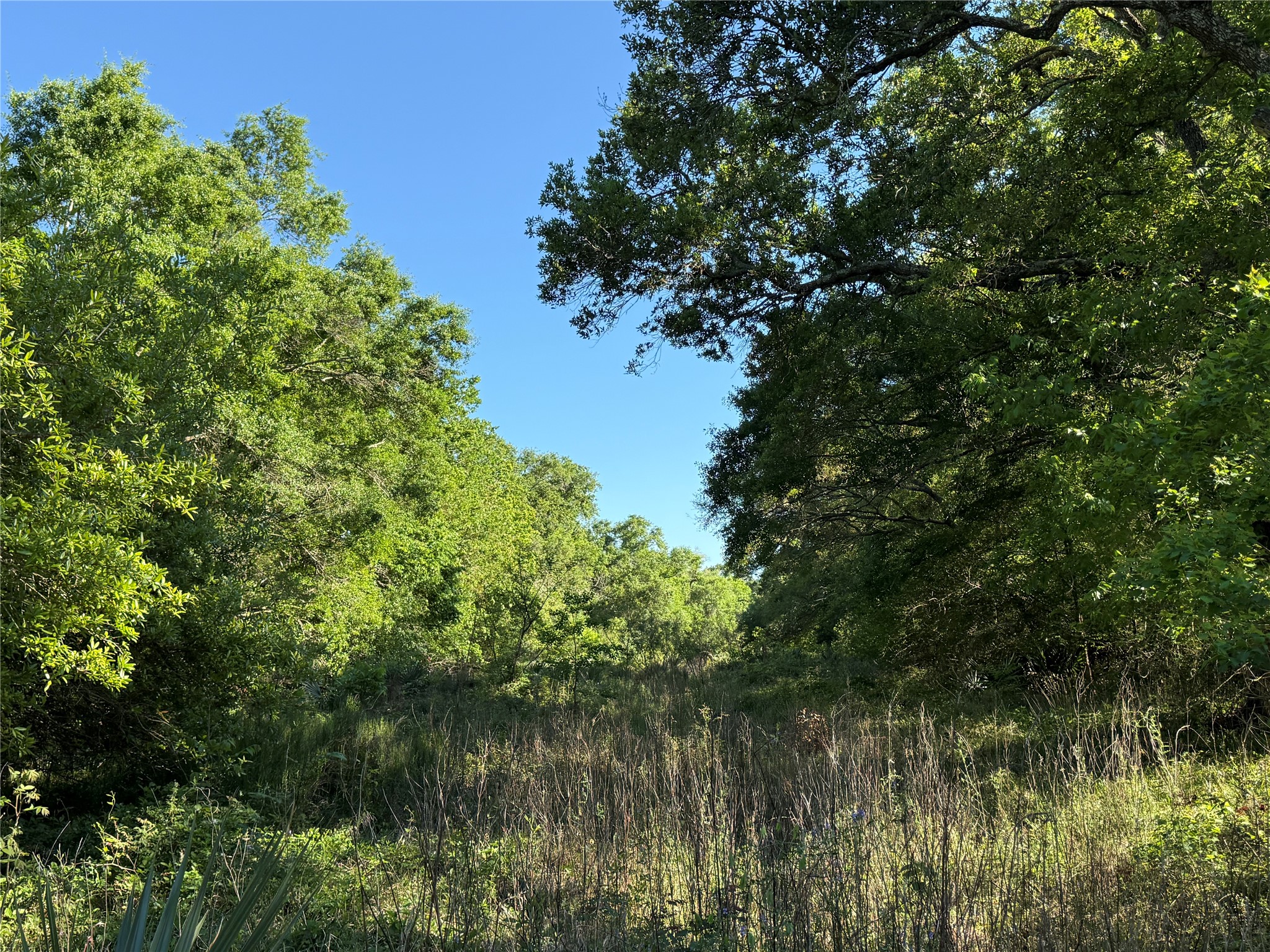 281 Rd Sargent Tx 77414 Road Sargent, TX 77414 - Photo 13 of 23 a view of a tree in a garden