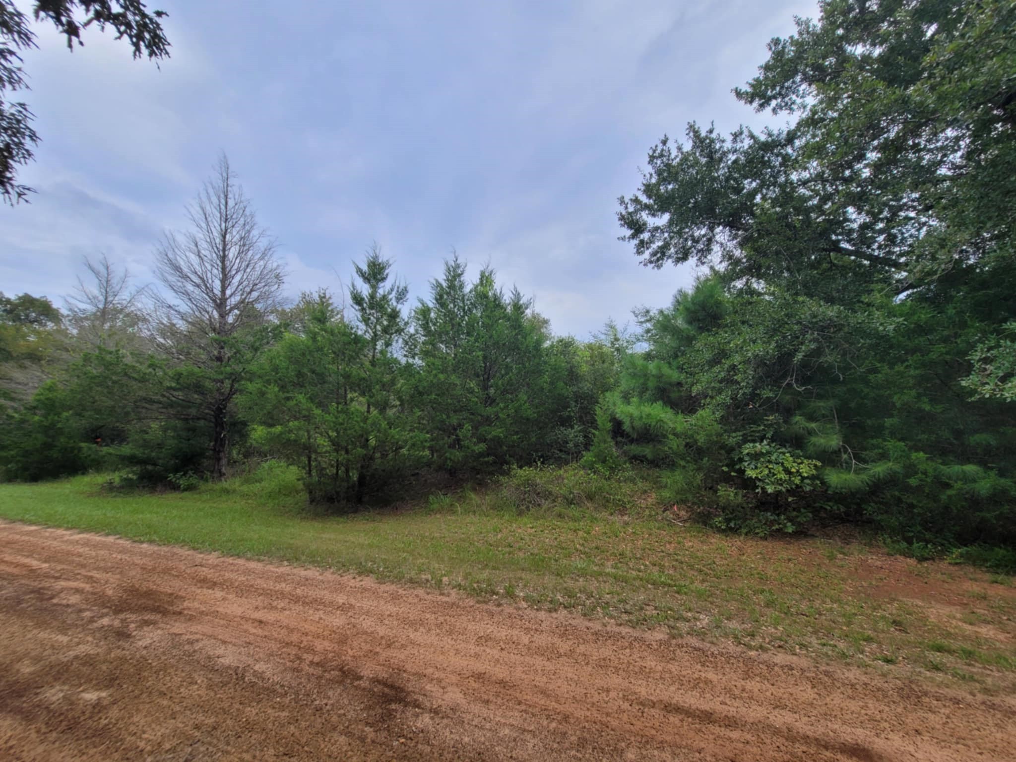 a view of a field with plants and trees in the background