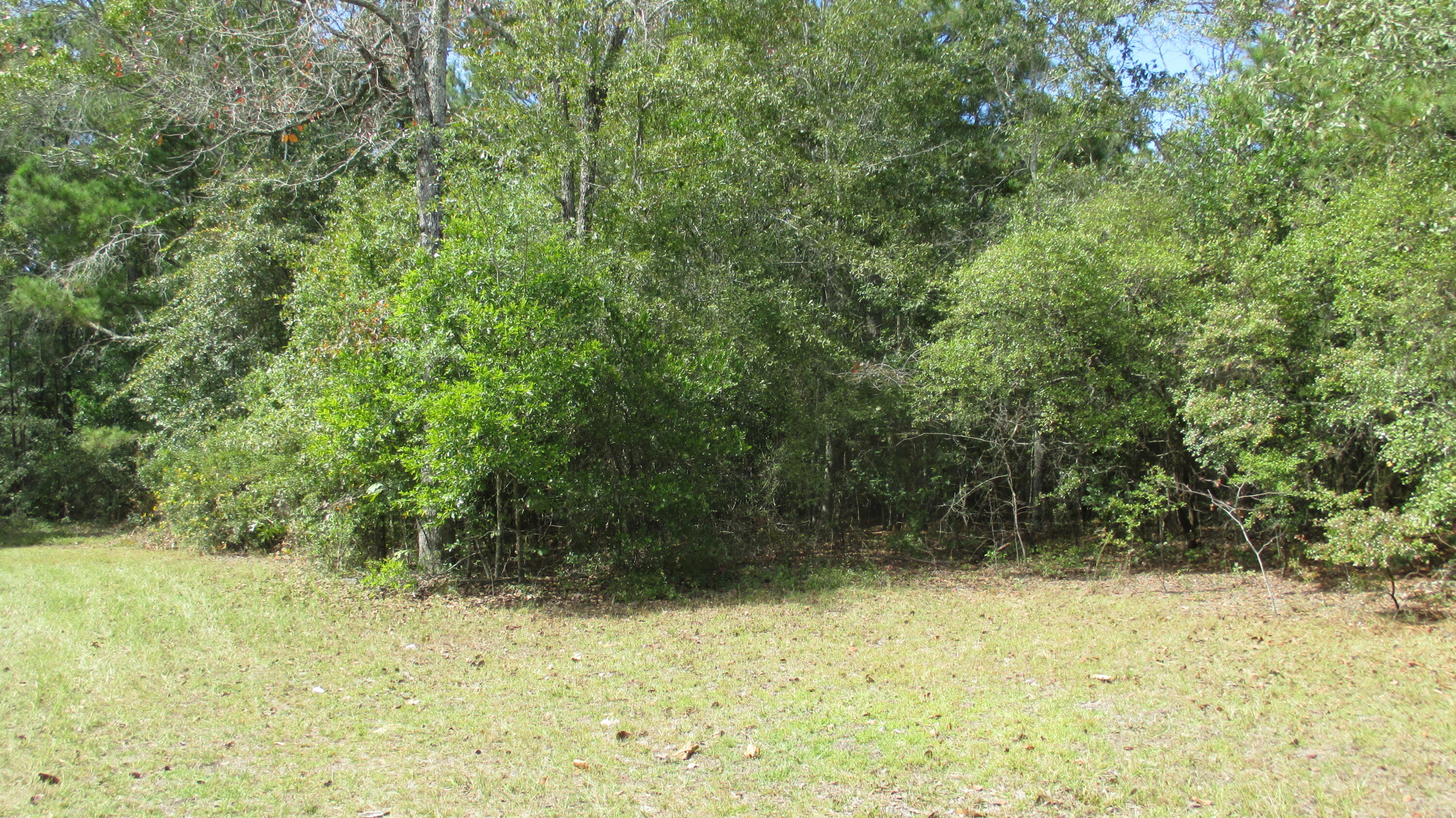 1153 Shadow Lane Road Wagener, SC 29164 - Photo 26 of 31 26 yard