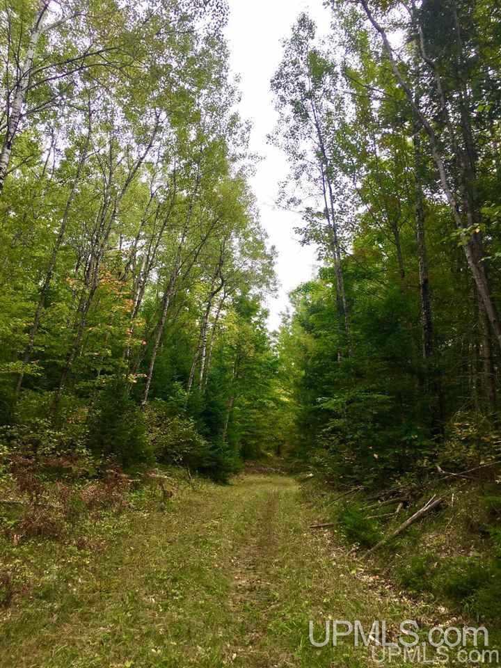 N9245 Bush Lake Road Sagola, MI 49881 - Photo 4 of 6