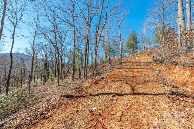 a view of a yard with trees