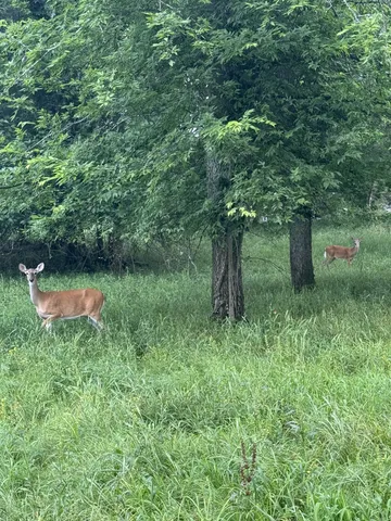 a backyard of a house with lots of green space