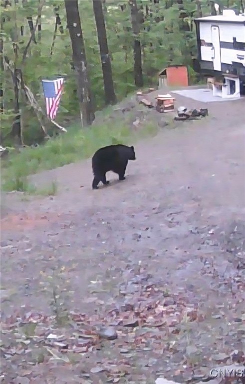 0 Beeman Hollow Road Addison, NY 14801 - Photo 25 of 45