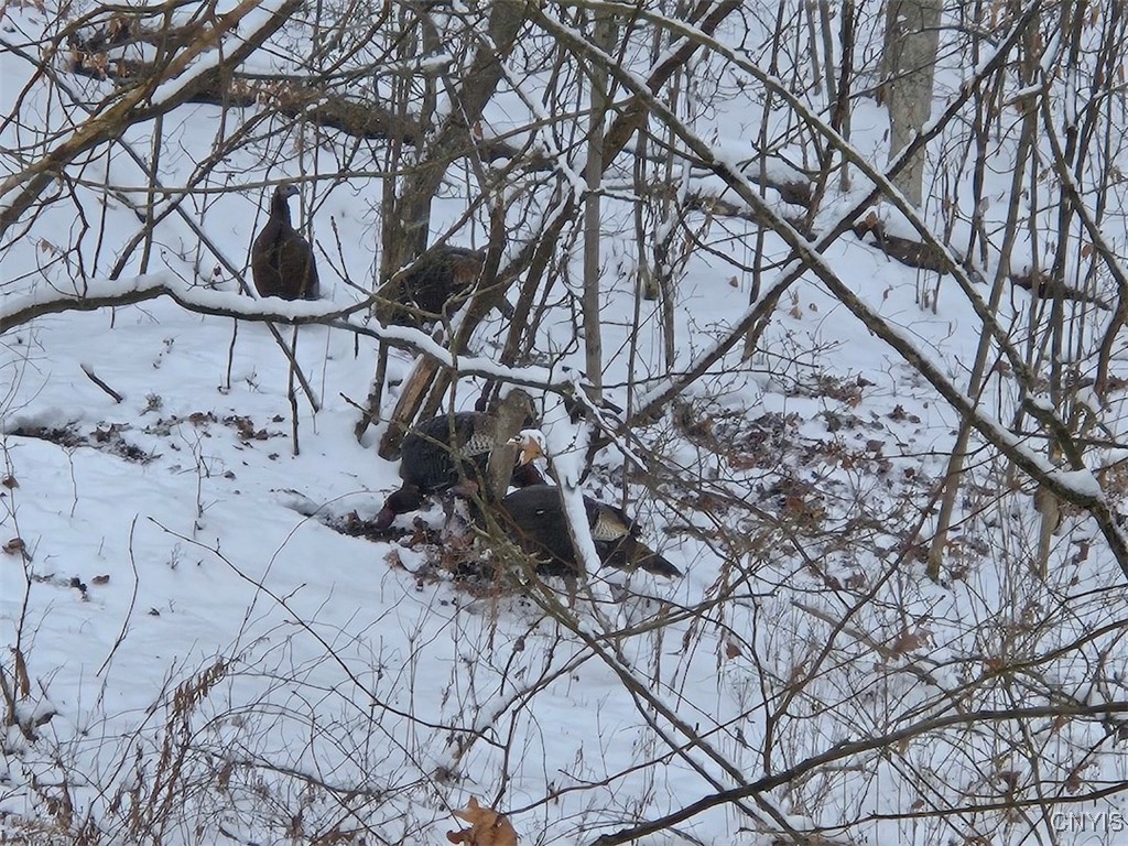 0 Beeman Hollow Road Addison, NY 14801 - Photo 26 of 45