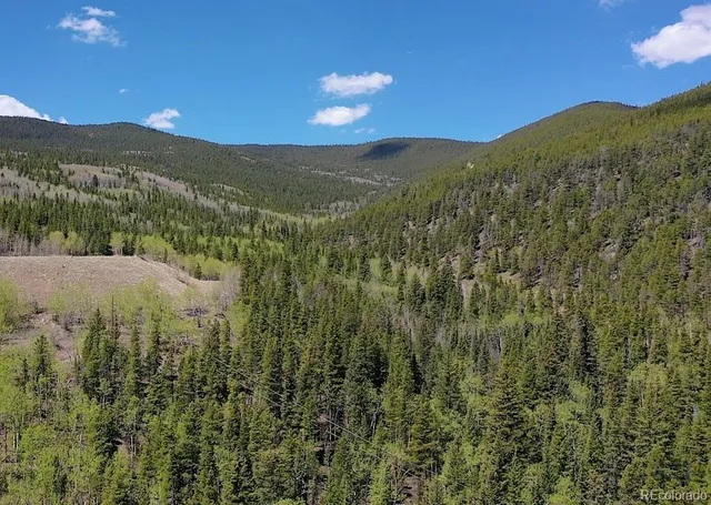 a view of a forest with a mountain