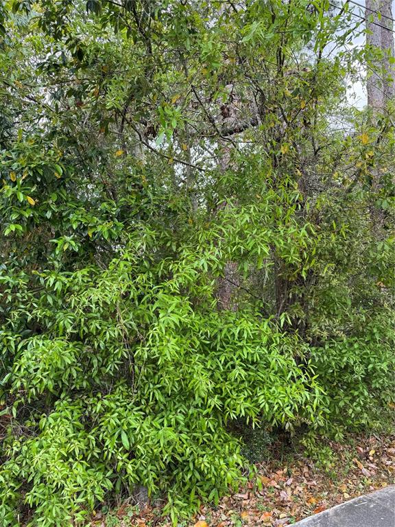 253 East Highbanks Road DeBary, FL 32713 - Photo 1 of 1 a view of a lush green forest