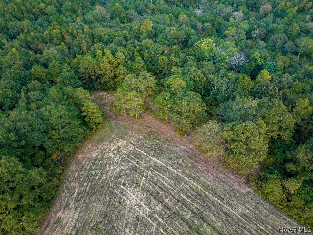 337 County Road 337 Brantley, AL 36009 - Photo 6 of 36 Gallery Image 6