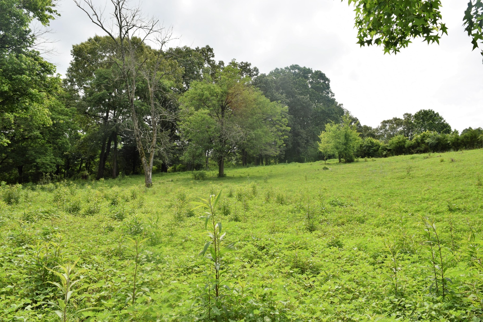 9626 Smoky Row Road Strawberry Plains, TN 37871 - Photo 16 of 19 Gallery Image 16