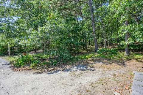 a view of a forest with trees in the background