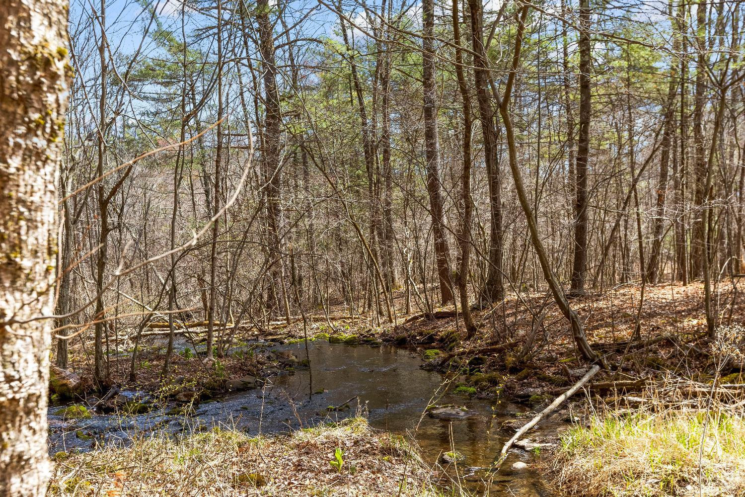 0 Cauterskill Road Catskill, NY 12414 - Photo 5 of 12 a view of a yard with large trees