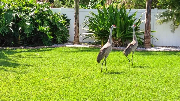 a view of a backyard with palm trees
