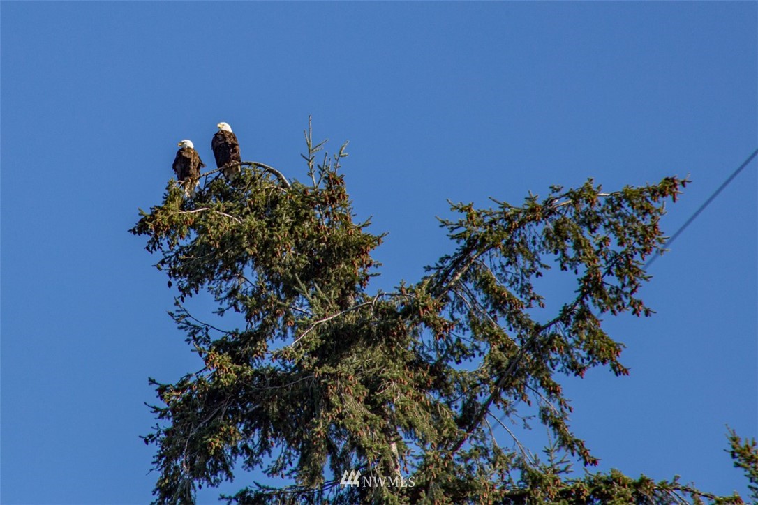 47 Chick Road Camano Island, WA 98282 - Photo 9 of 19 Gallery Image 9