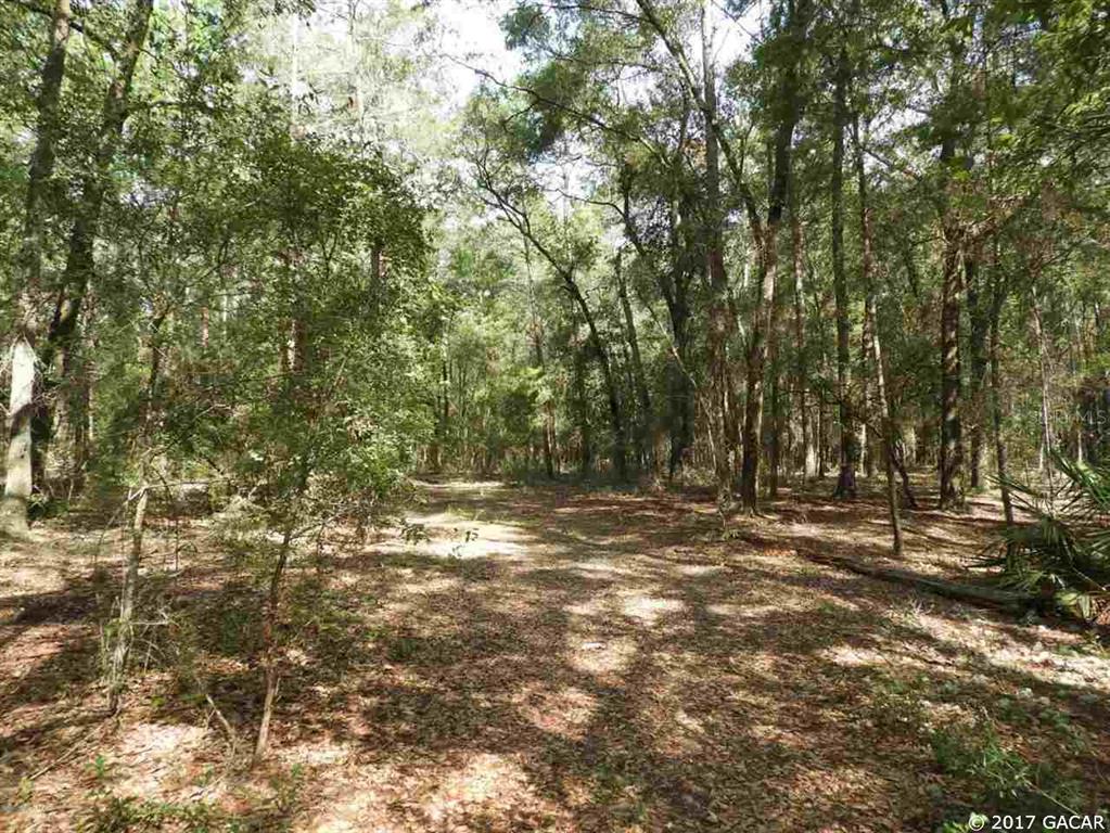 Tbd Lilly Lake Road Melrose, FL 32666 - Photo 1 of 1 a view of a yard with a tree