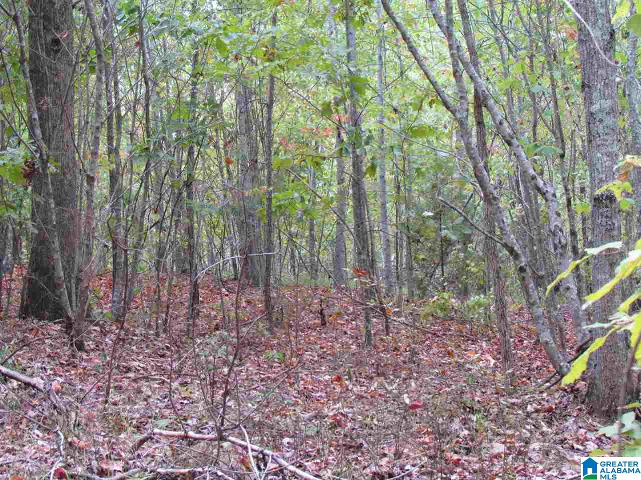 0 Wolf Pen Ridge Road Pell City, AL 35128 - Photo 13 of 13