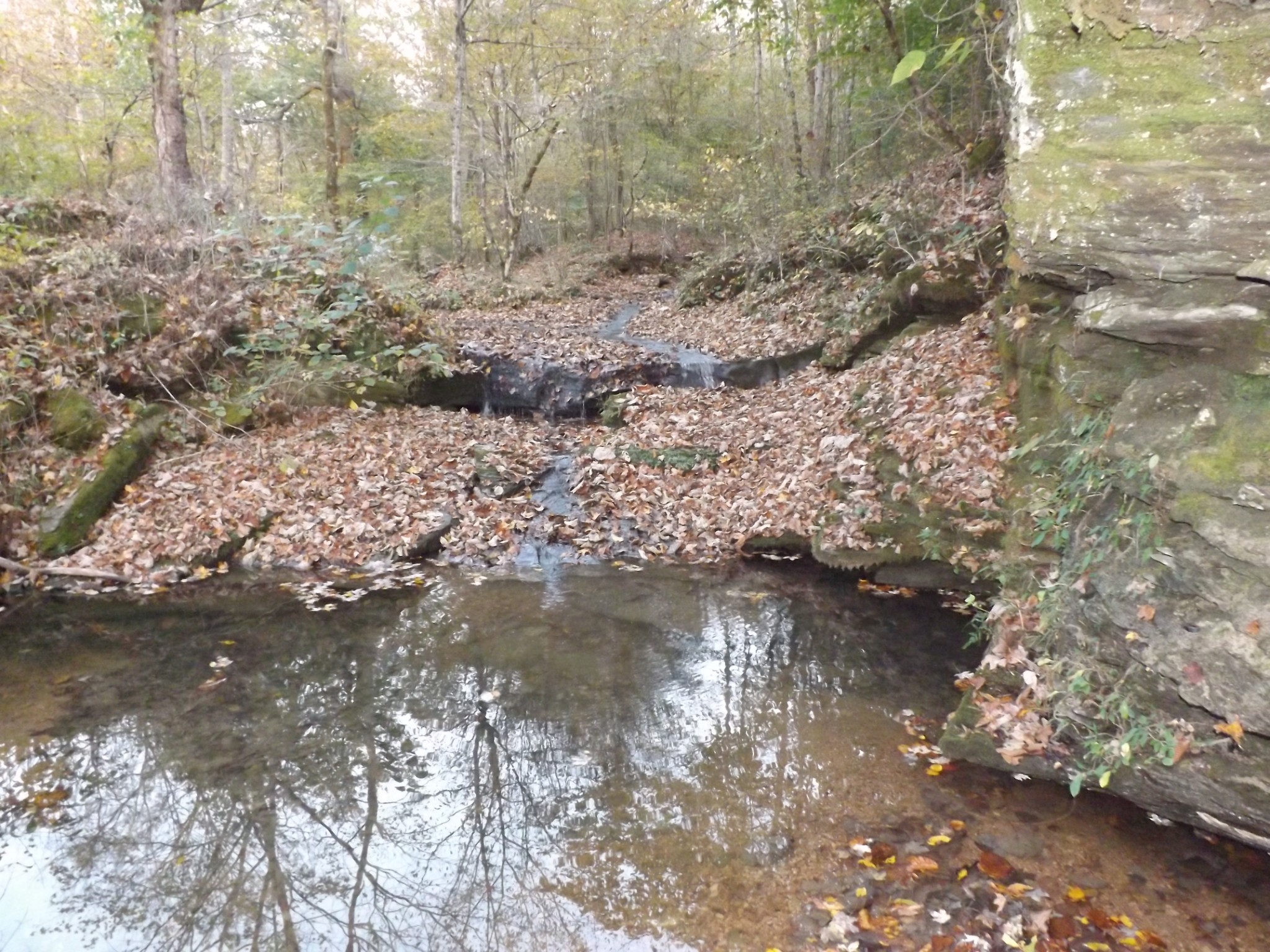 936 Charley Davis Road Prospect, TN 38477 - Photo 1 of 50 a view of a forest with trees in the background