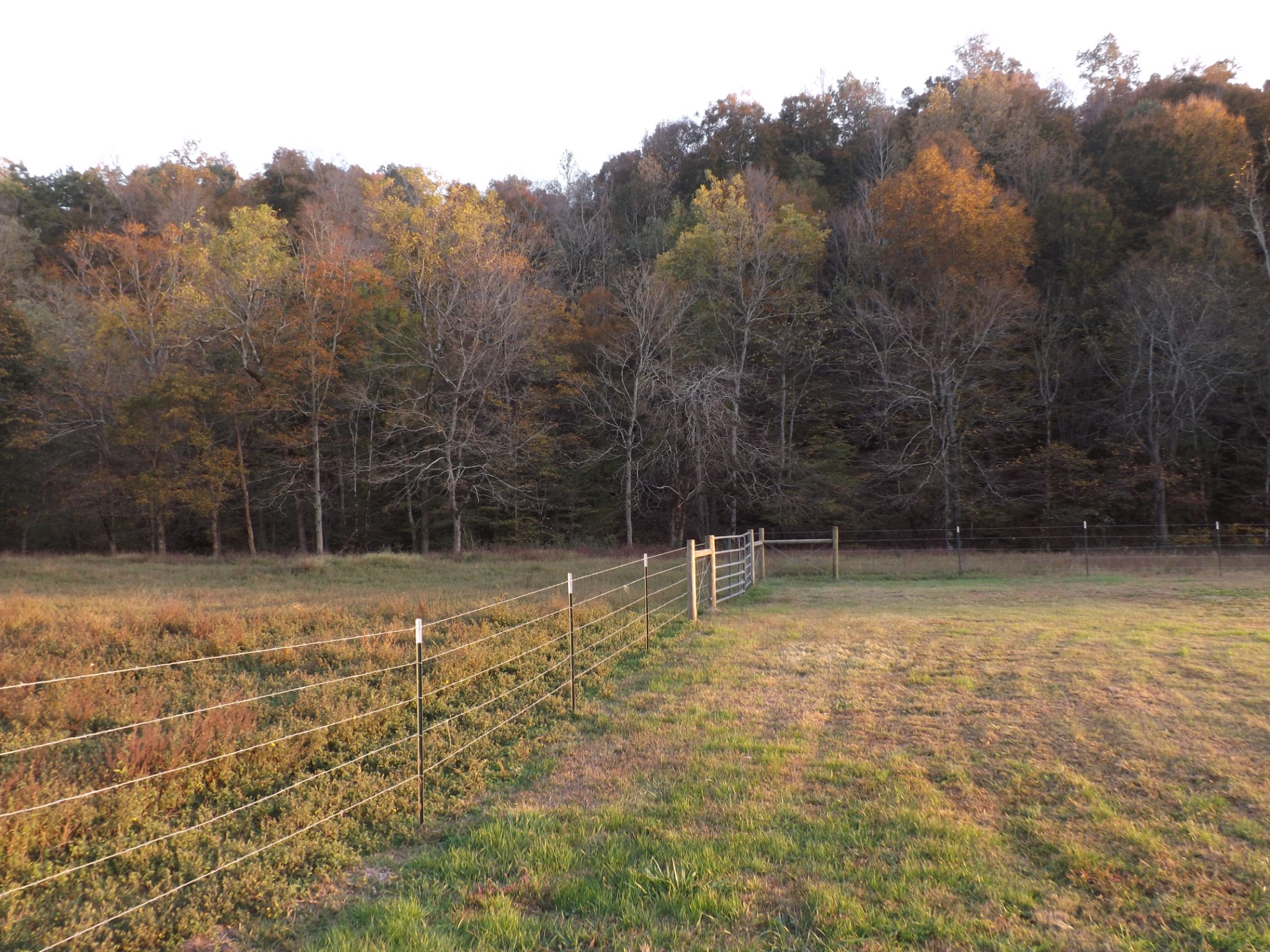 936 Charley Davis Road Prospect, TN 38477 - Photo 12 of 50 a backyard of a house with lots of green space