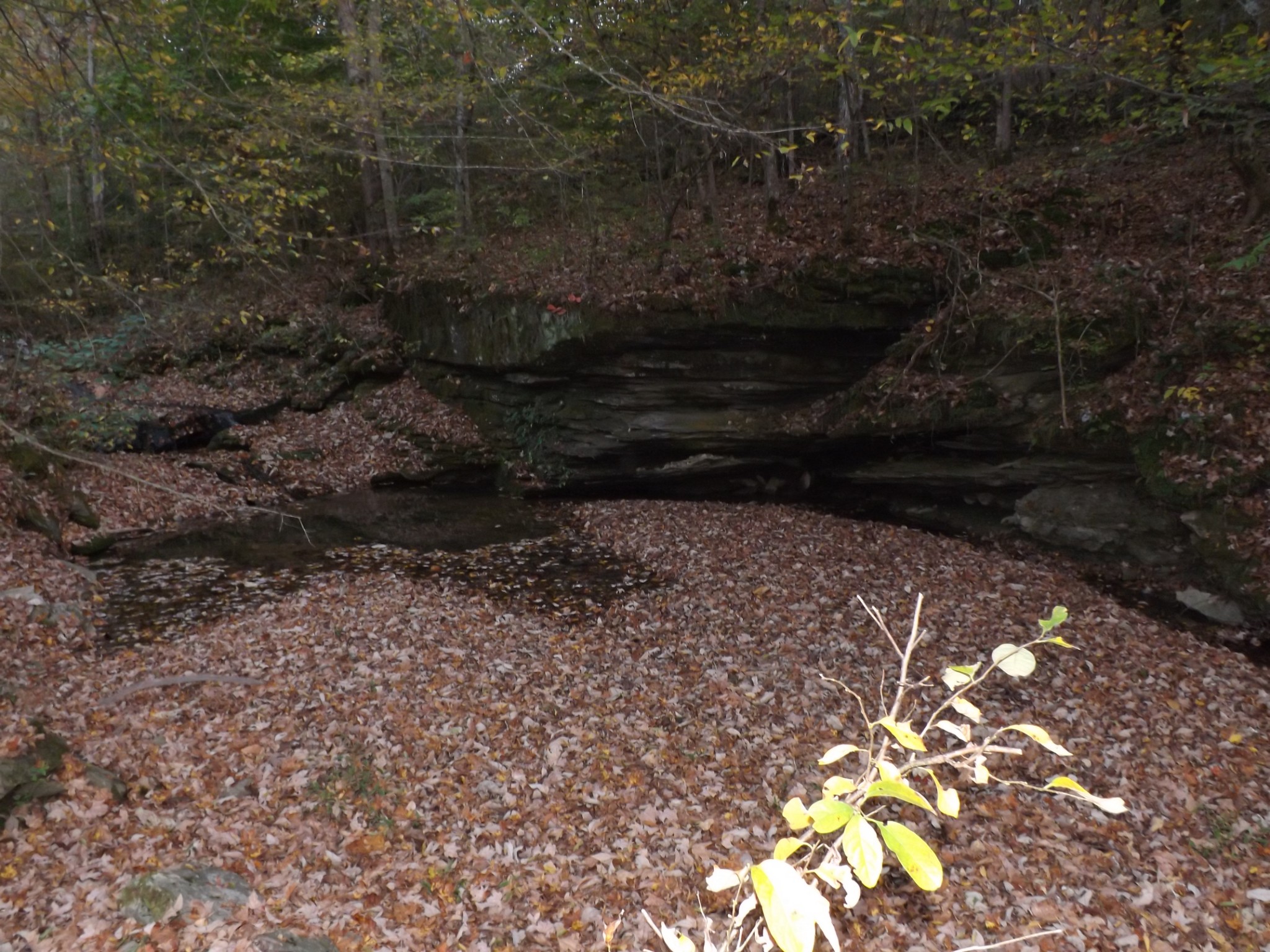 936 Charley Davis Road Prospect, TN 38477 - Photo 22 of 50 a view of path along with trees