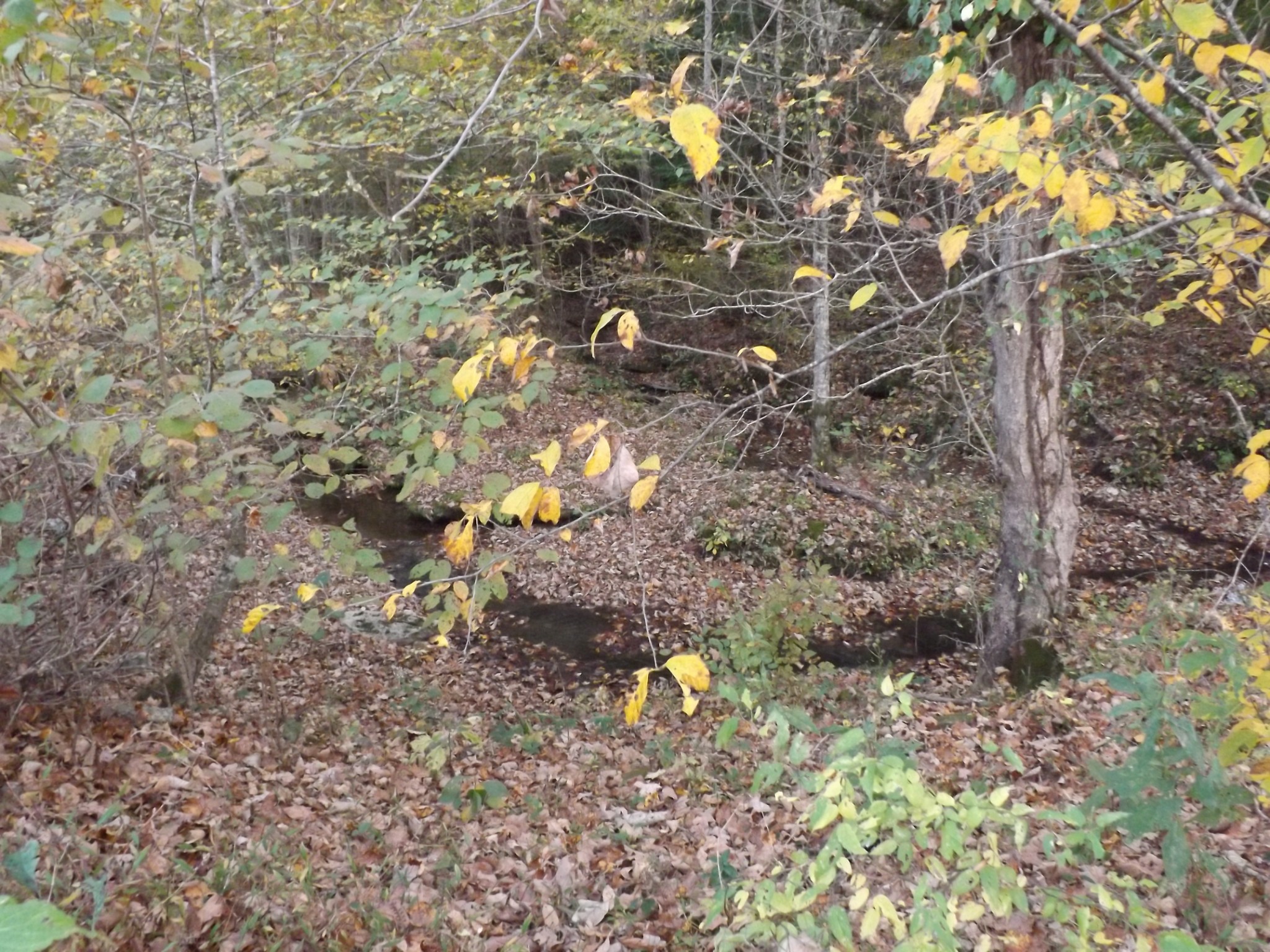 936 Charley Davis Road Prospect, TN 38477 - Photo 26 of 50 a picture of tree
