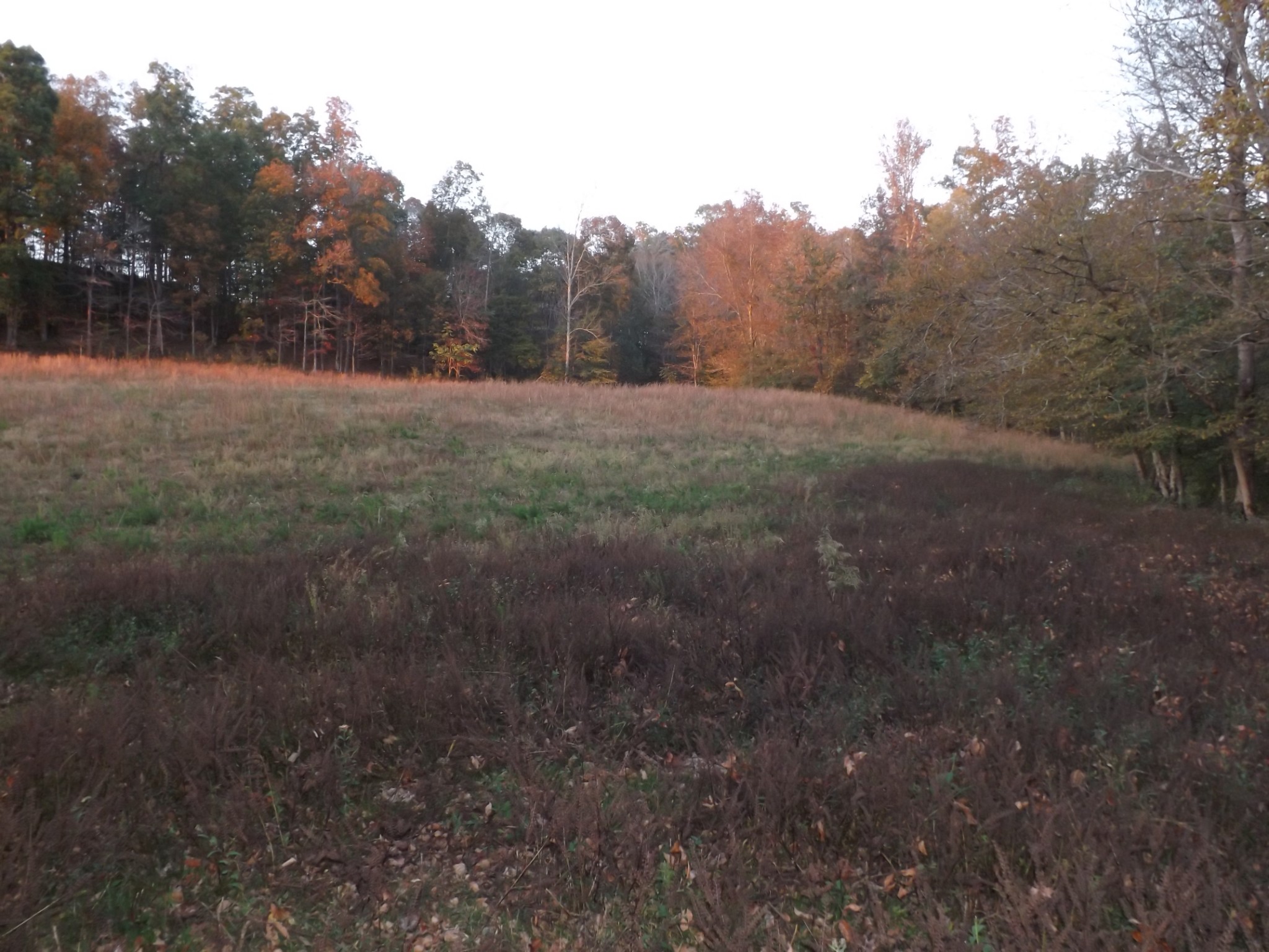 936 Charley Davis Road Prospect, TN 38477 - Photo 28 of 50 a view of a yard with a tree