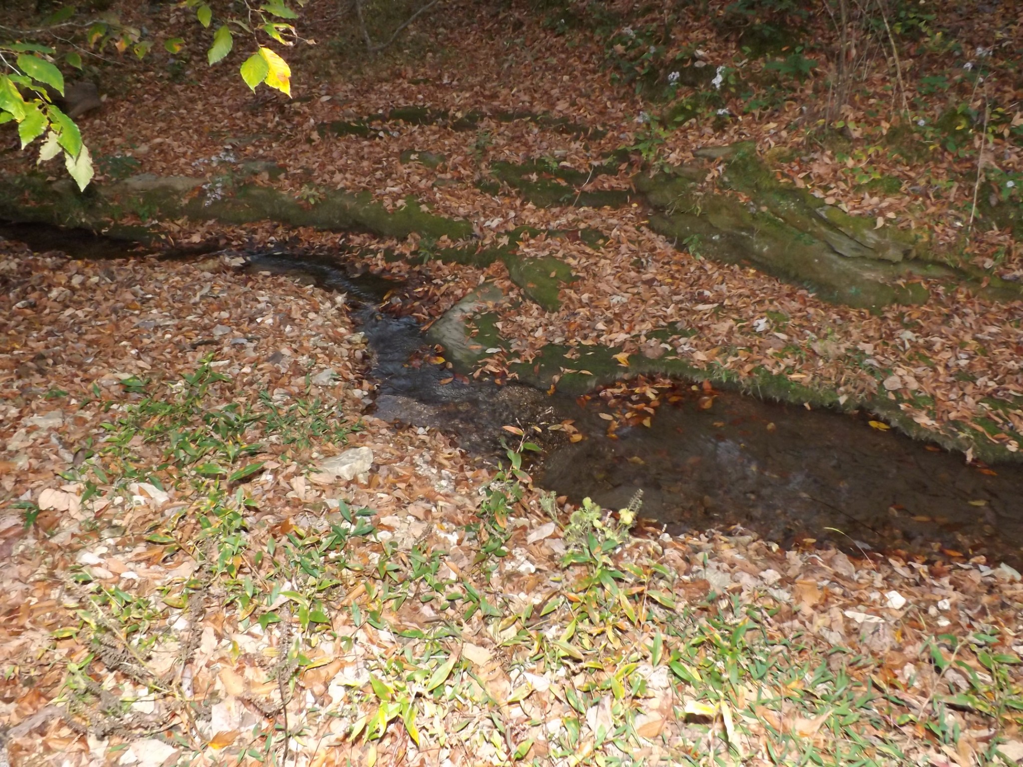 936 Charley Davis Road Prospect, TN 38477 - Photo 29 of 50 a backyard of a house
