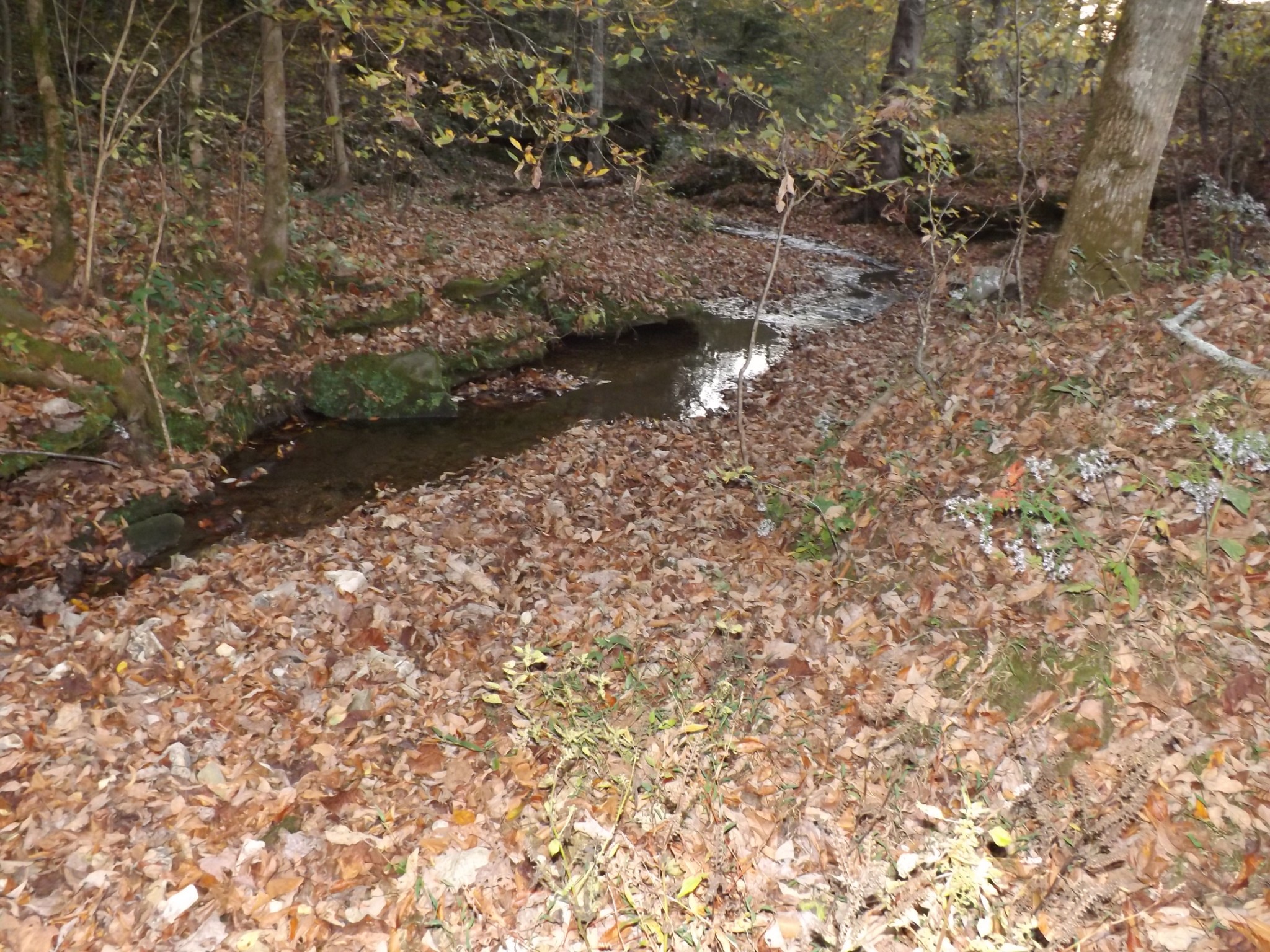 936 Charley Davis Road Prospect, TN 38477 - Photo 30 of 50 a view of a forest with a bench