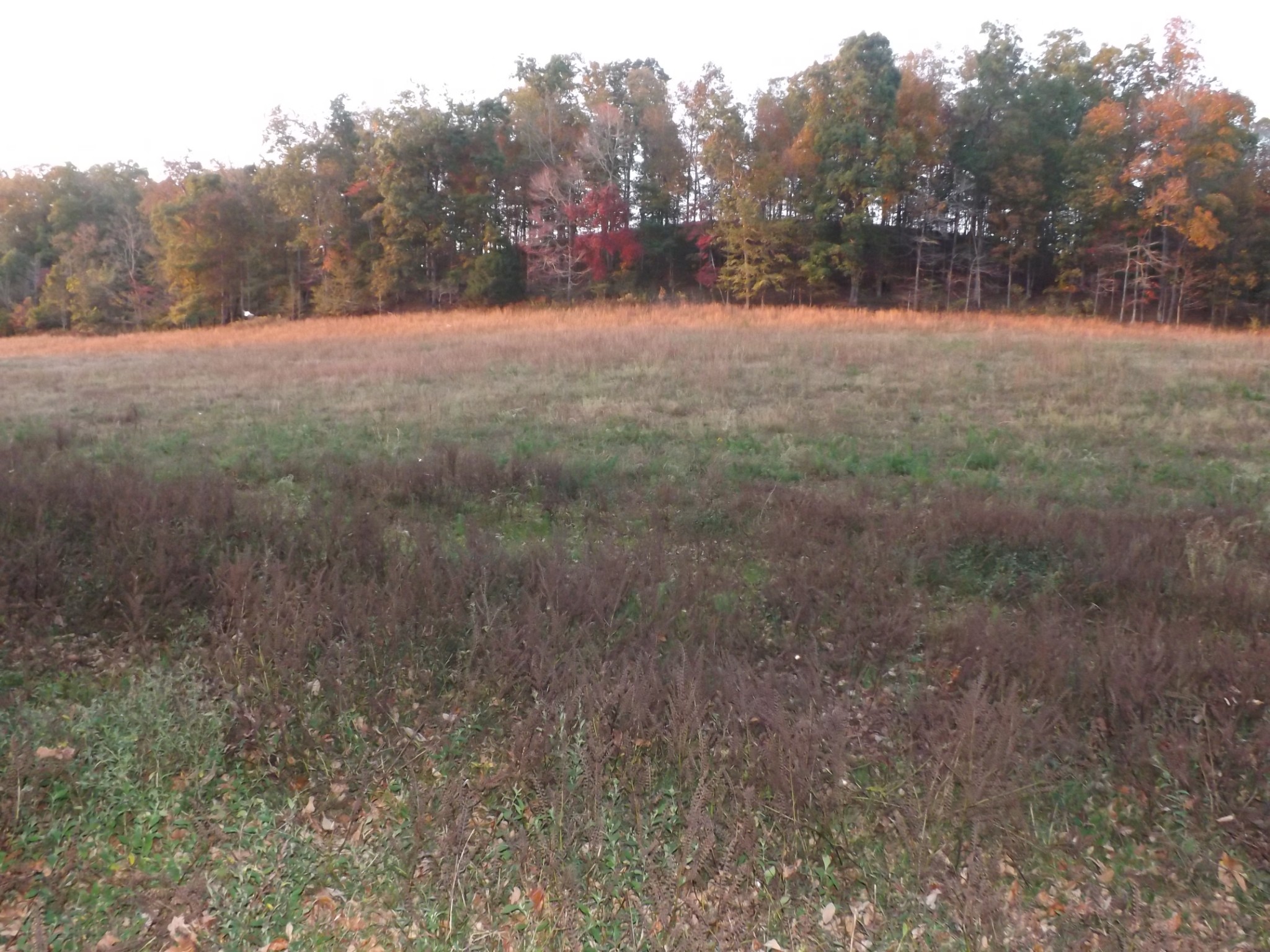 936 Charley Davis Road Prospect, TN 38477 - Photo 4 of 50 a view of dirt yard with trees