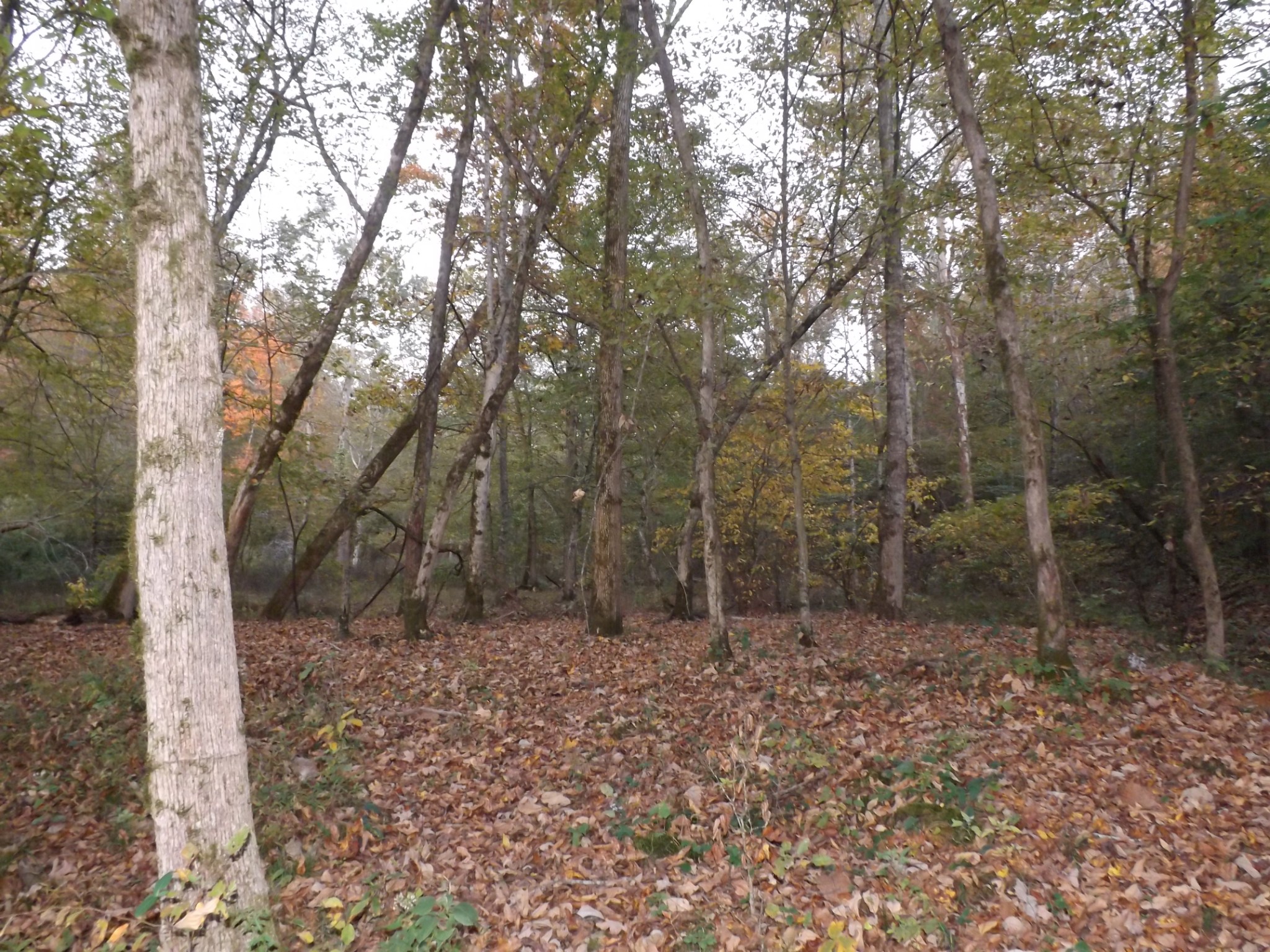 936 Charley Davis Road Prospect, TN 38477 - Photo 32 of 50 a view of a forest with trees in the background