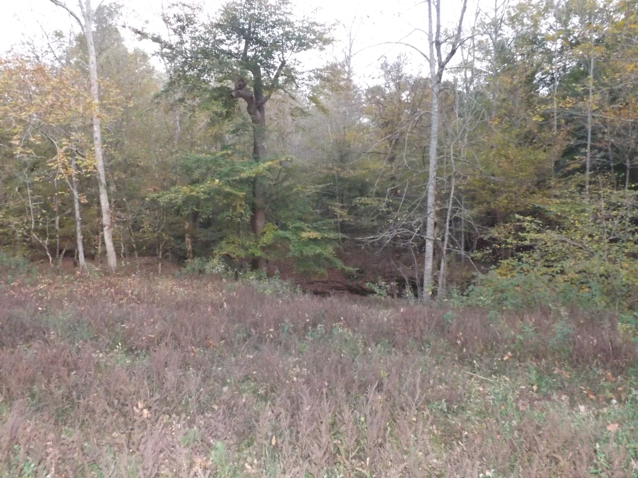 936 Charley Davis Road Prospect, TN 38477 - Photo 35 of 50 a view of a forest with trees in the background