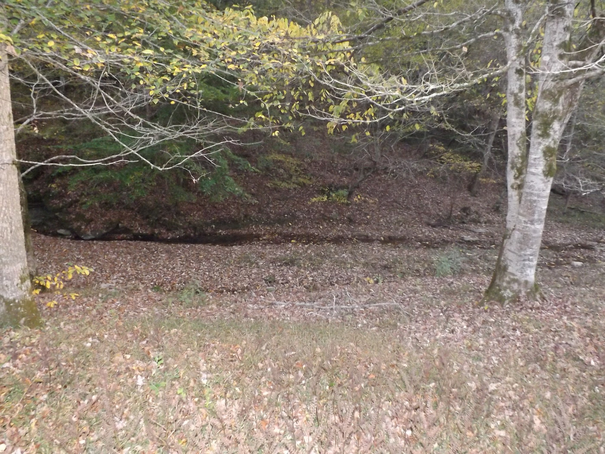 936 Charley Davis Road Prospect, TN 38477 - Photo 36 of 50 a view of a yard with plants and wooden fence