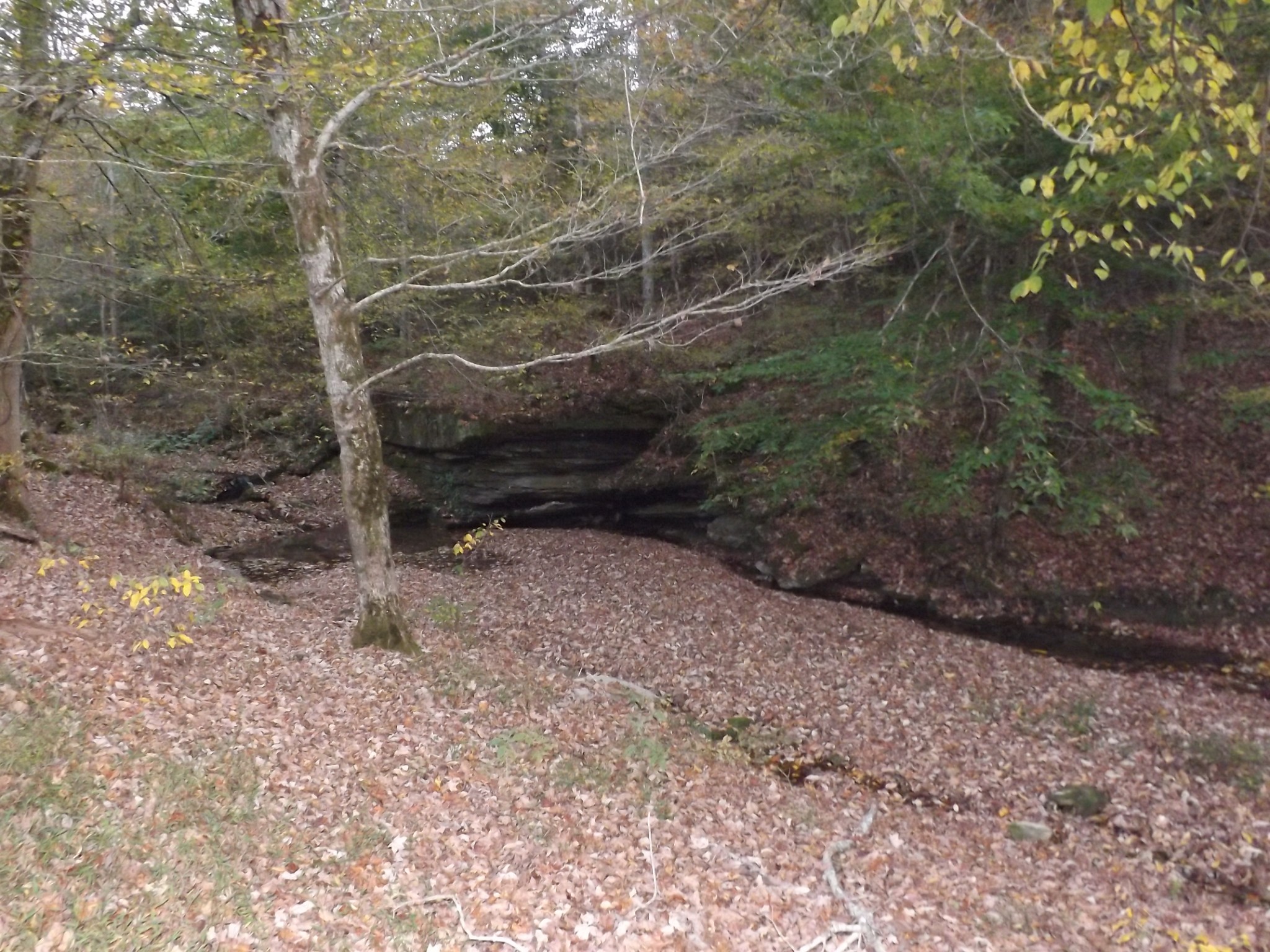 936 Charley Davis Road Prospect, TN 38477 - Photo 37 of 50 a view of a yard with large trees