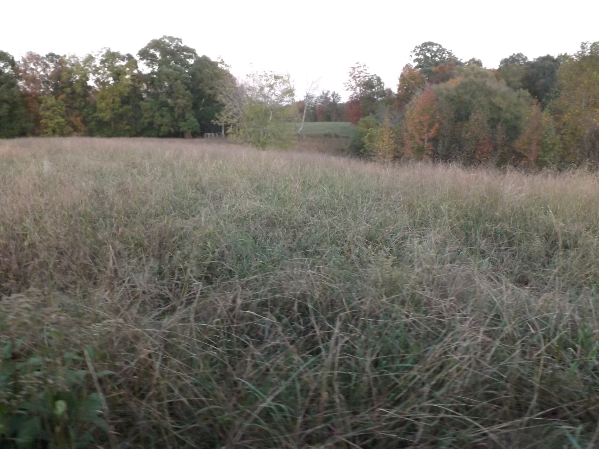 936 Charley Davis Road Prospect, TN 38477 - Photo 38 of 50 a view of a forest with trees in the background