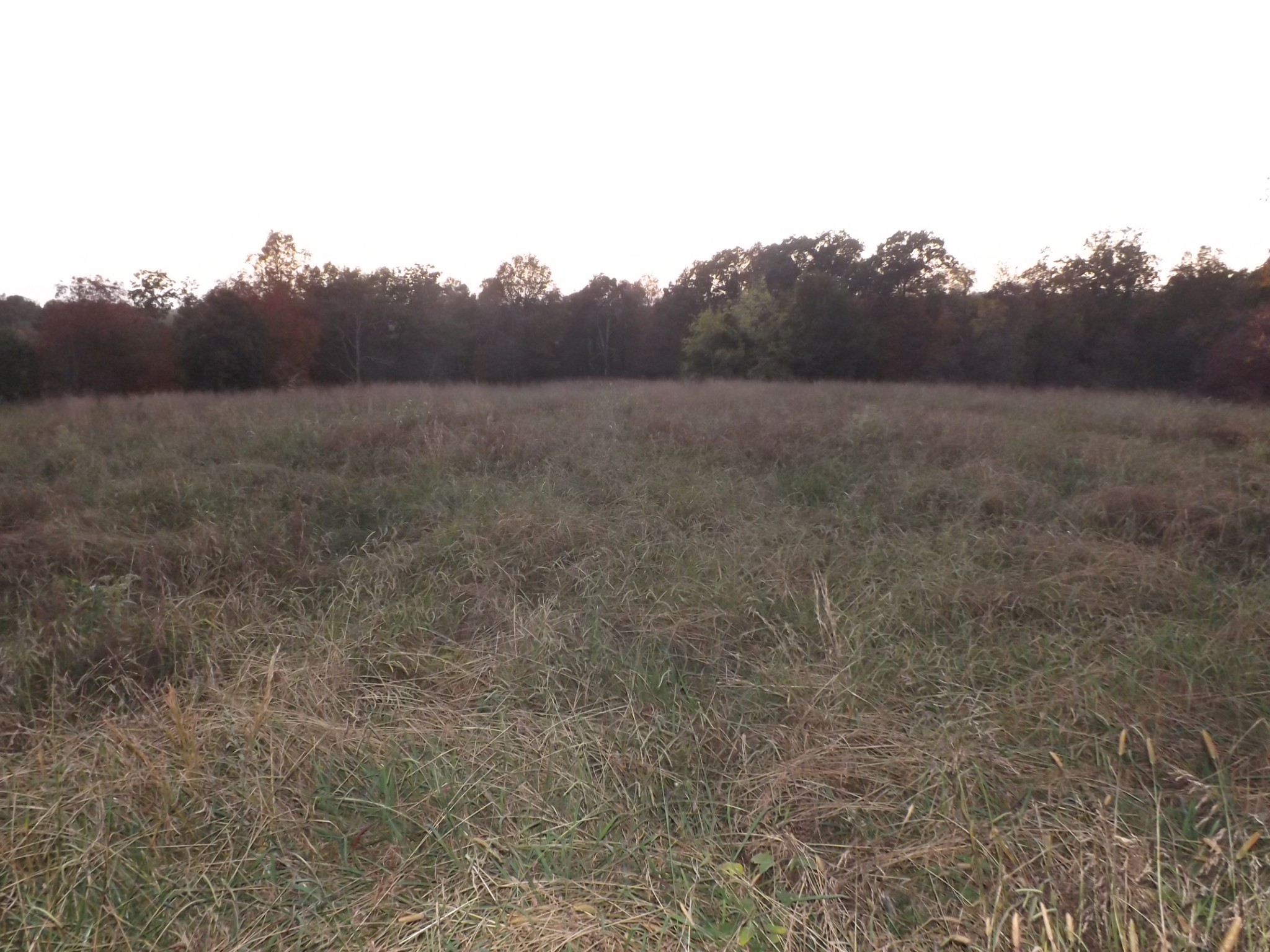 936 Charley Davis Road Prospect, TN 38477 - Photo 40 of 50 a view of a field with trees in background