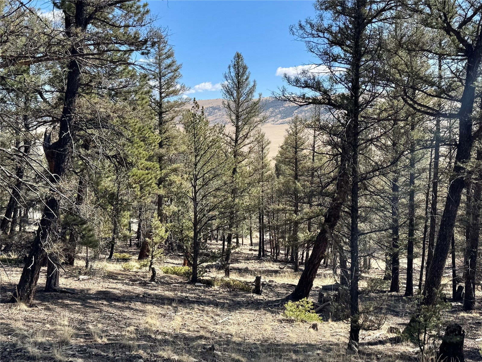 2403 Redhill Road Fairplay, CO 80440 - Photo 7 of 18 a view of a forest with trees