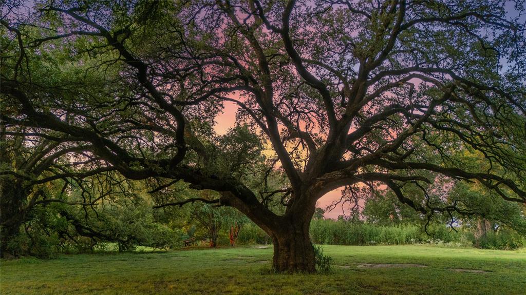 Tbd Horseshoe Bend Road Waco, TX 76708 - Photo 5 of 23 a view of a trees with a yard