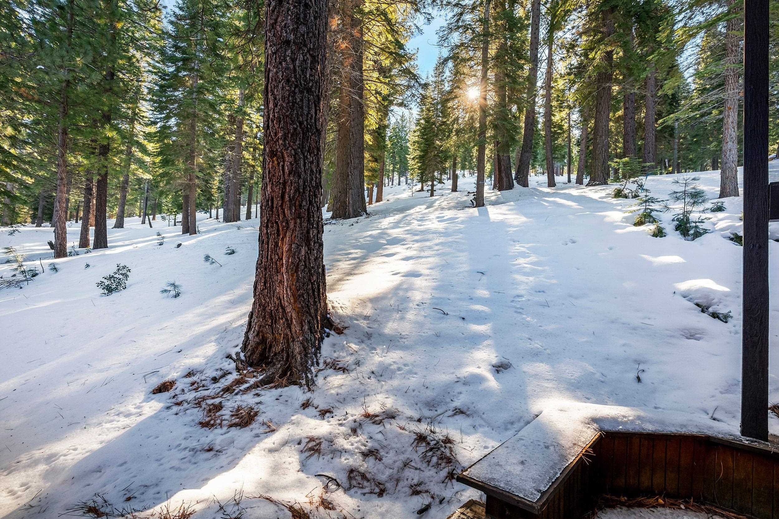 711 Conifer Truckee, CA 96161 - Photo 4 of 26 a view of a yard with a tree