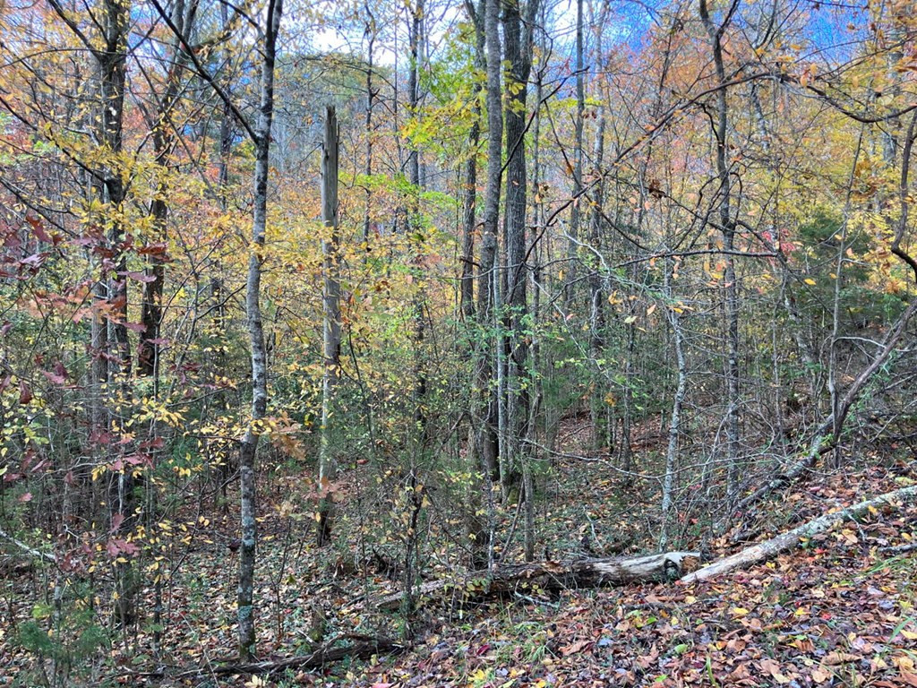 39 A Hedden Stiles Road Murphy, NC 28906 - Photo 3 of 30