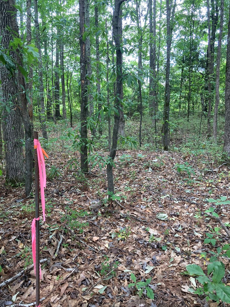 0 Harry Hardy Road Warm Springs, GA 31830 - Photo 6 of 10 Gallery Image 6