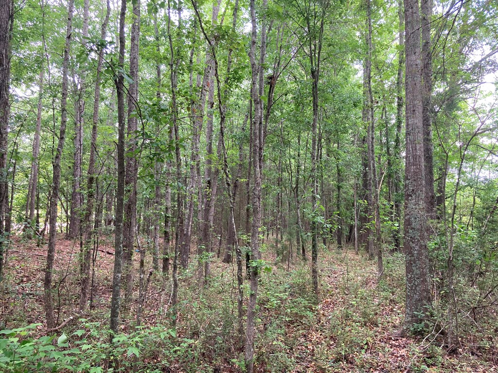 0 Harry Hardy Road Warm Springs, GA 31830 - Photo 7 of 10 Gallery Image 7