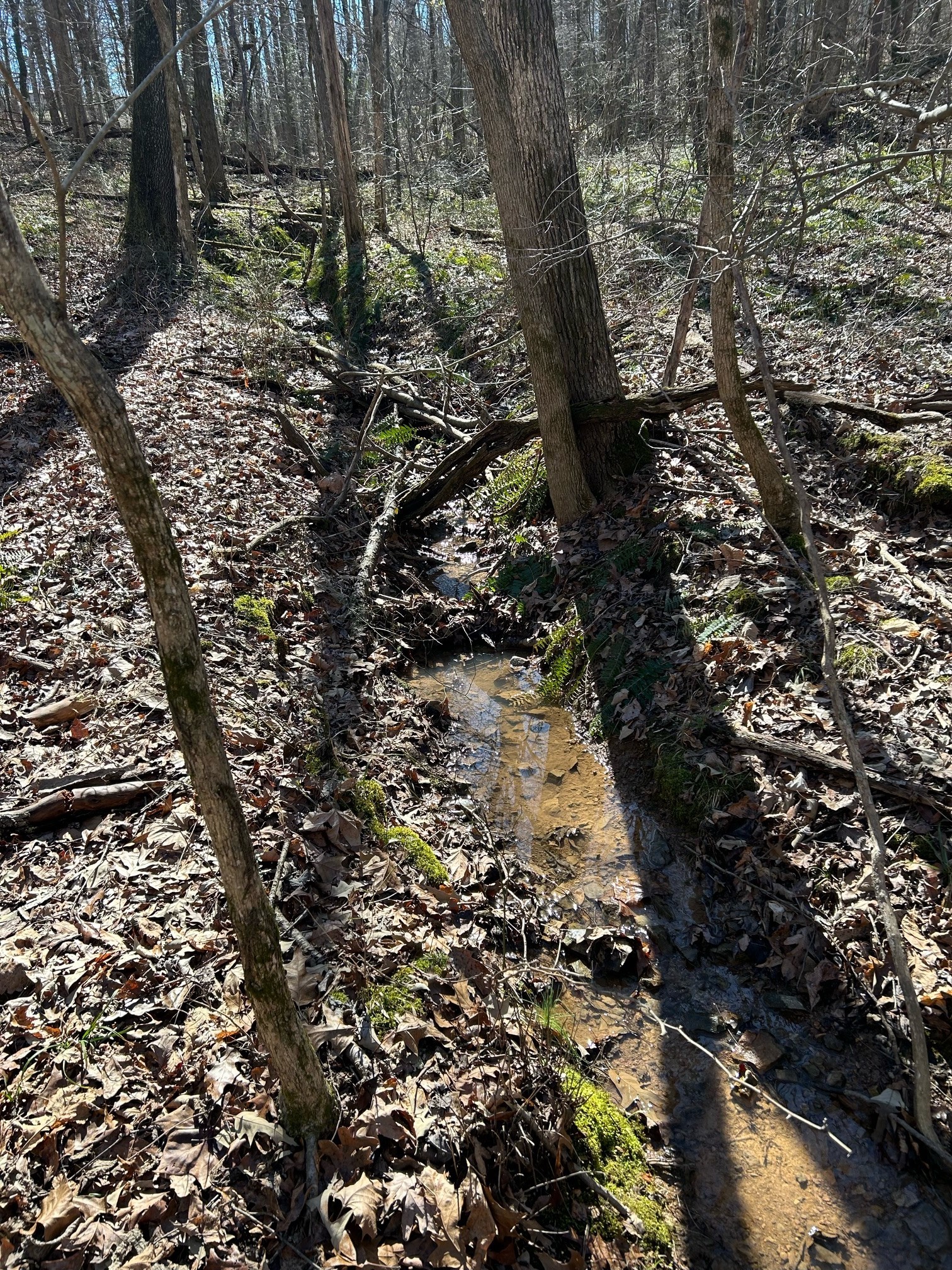 1505 Southside Road Southside, TN 37171 - Photo 20 of 23 a picture of tree
