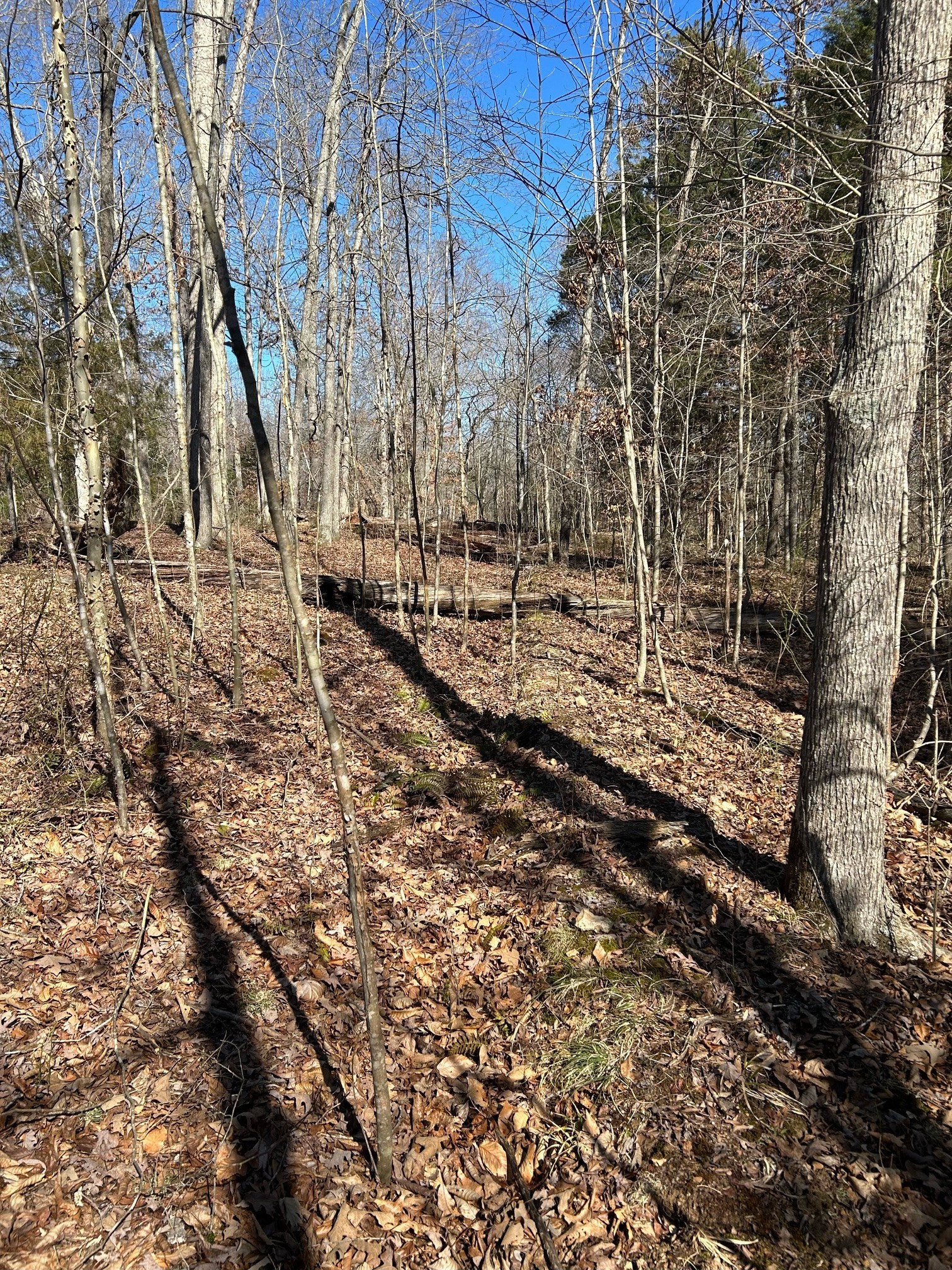 1505 Southside Road Southside, TN 37171 - Photo 23 of 23 a view of a forest with trees