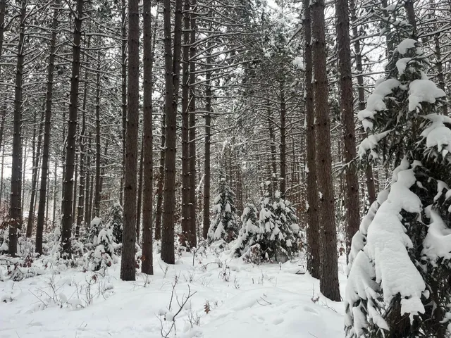 $55,000 | 29931 Minerva Road, Danbury, WI 54830