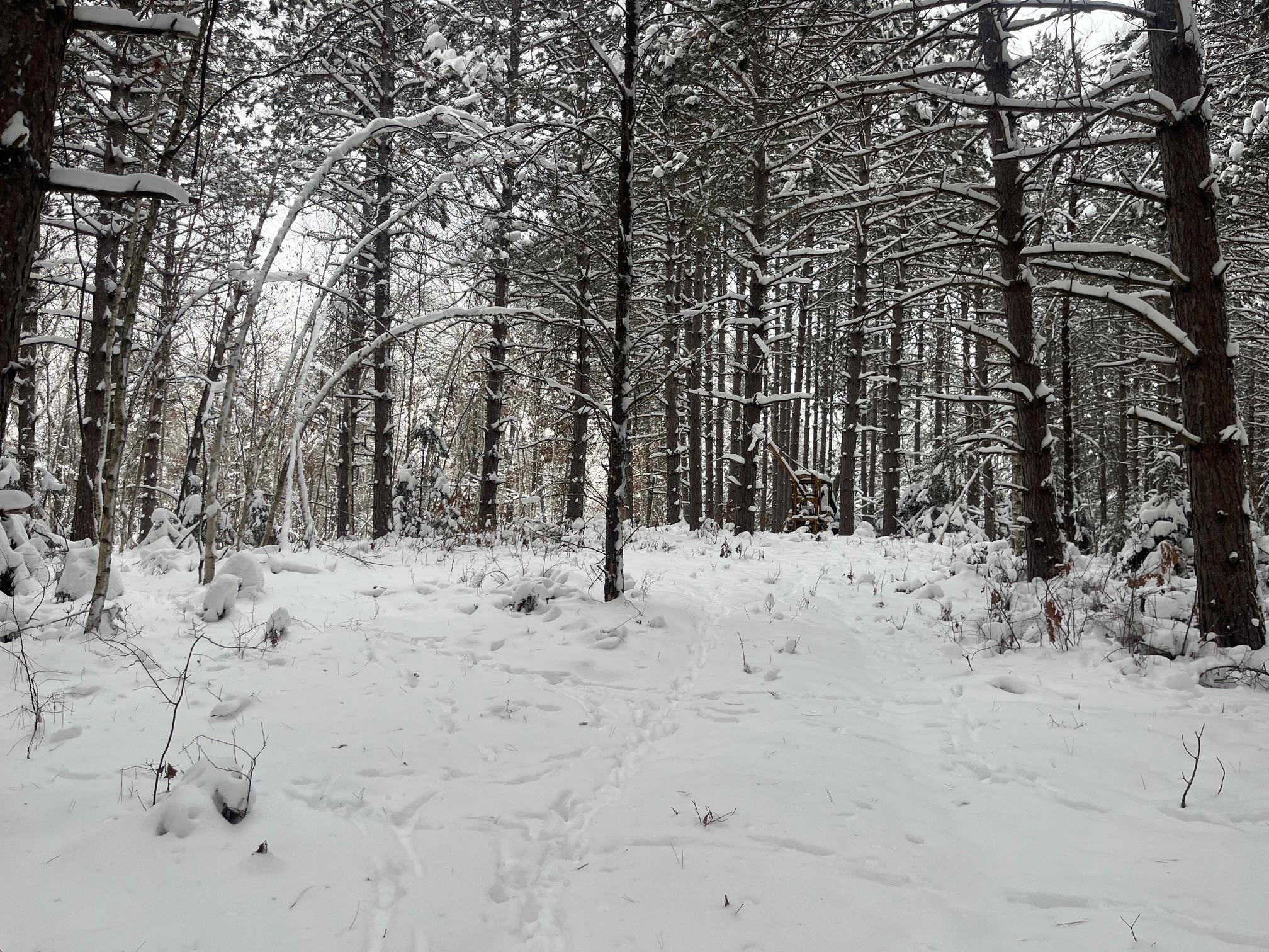 29931 Minerva Road Danbury, WI 54830 - Photo 3 of 9